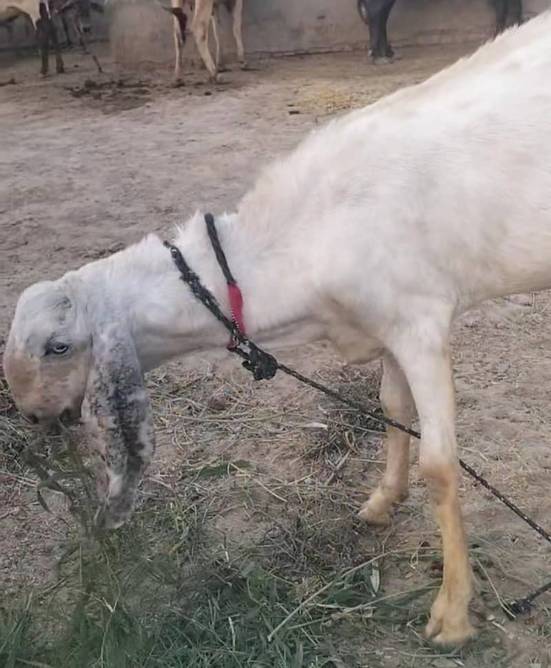 Eid bakra 1