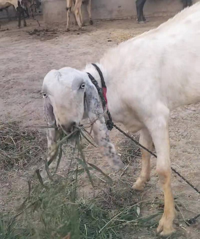 Eid bakra 2