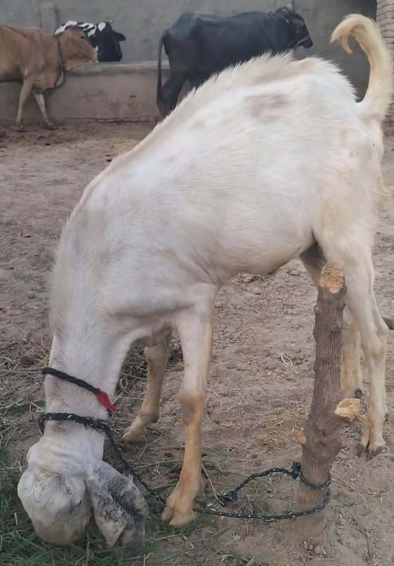 Eid bakra 3