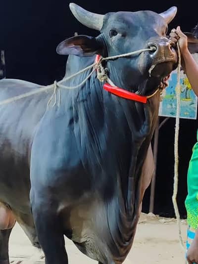 Black bull for sale whatsap call 03454339905 / 03004339905