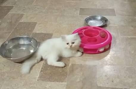 Persian Blue Eyes Male Kitten  for Sale