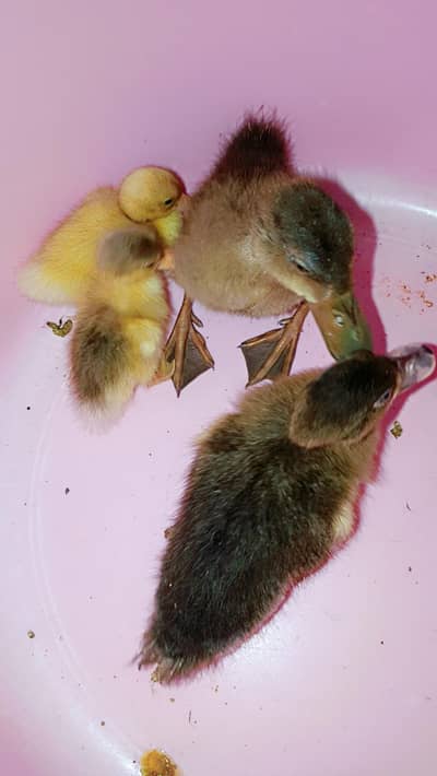 Ducks pair