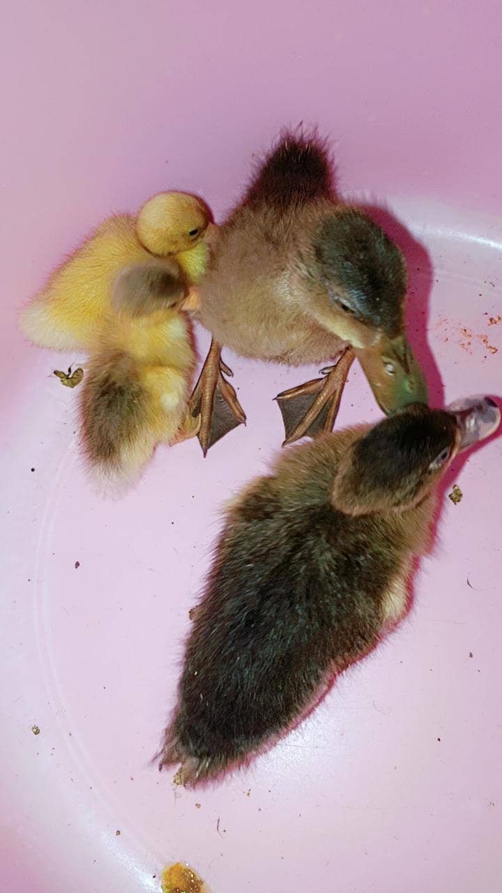 Ducks pair 0