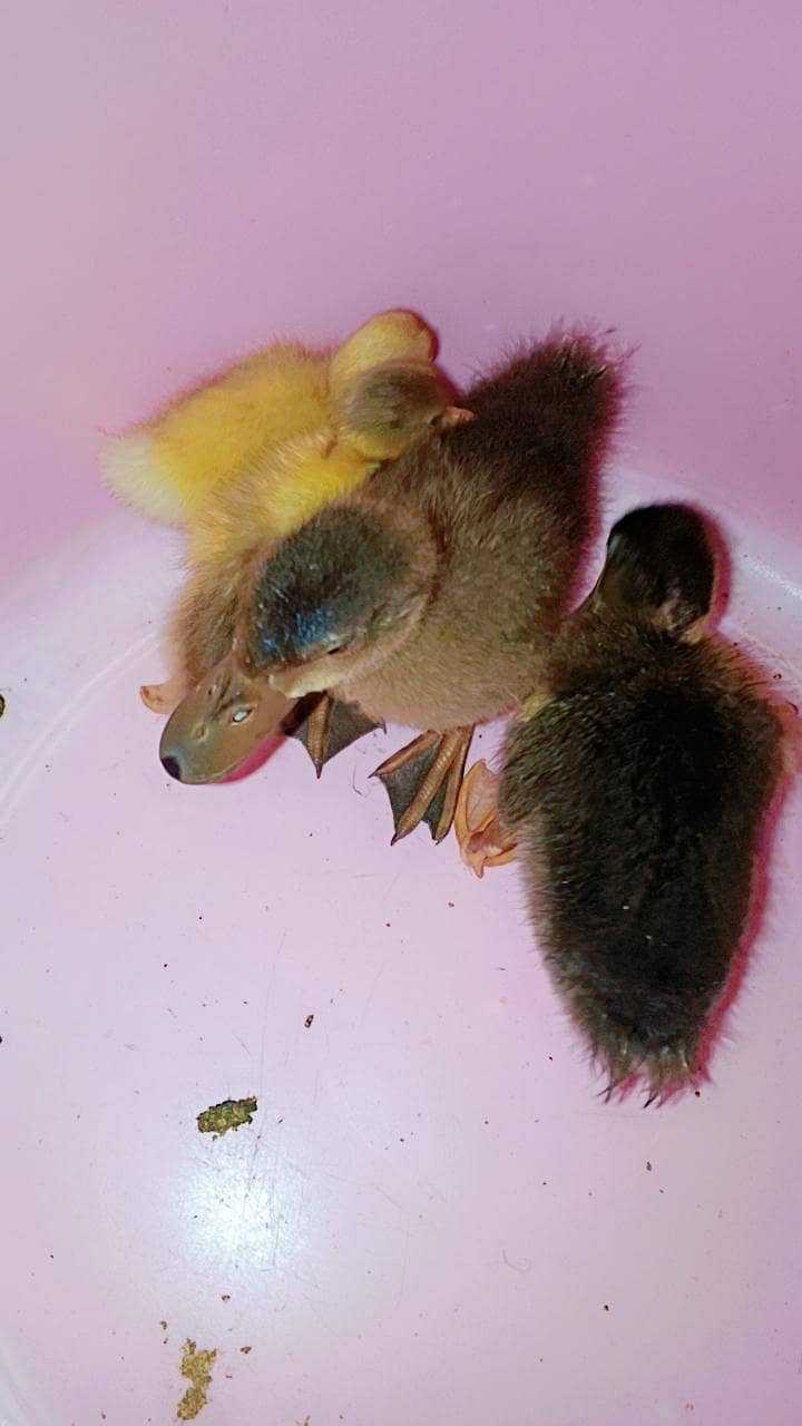 Ducks pair 1