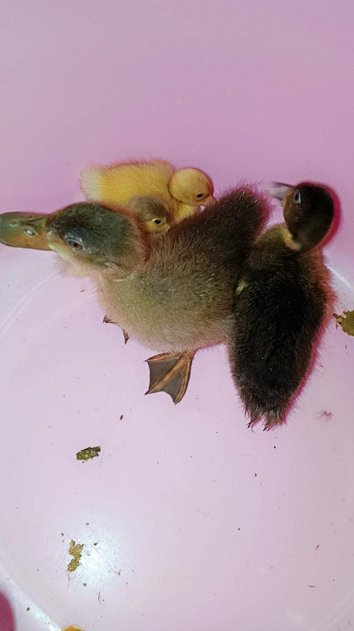 Ducks pair 2