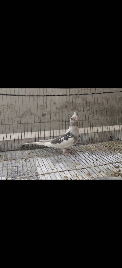 Cockatiel pair and pathy for sale.