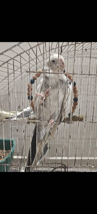 Cockatiel pair and pathy for sale.