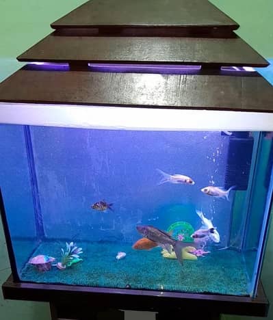 Fish Aquarium with fish avl for sale . just like new