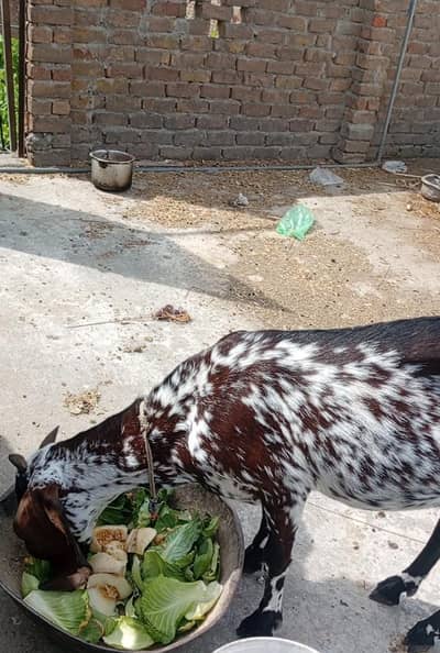 ma  shallah makin chane mix  ha ar qurbaney b lag jaygi