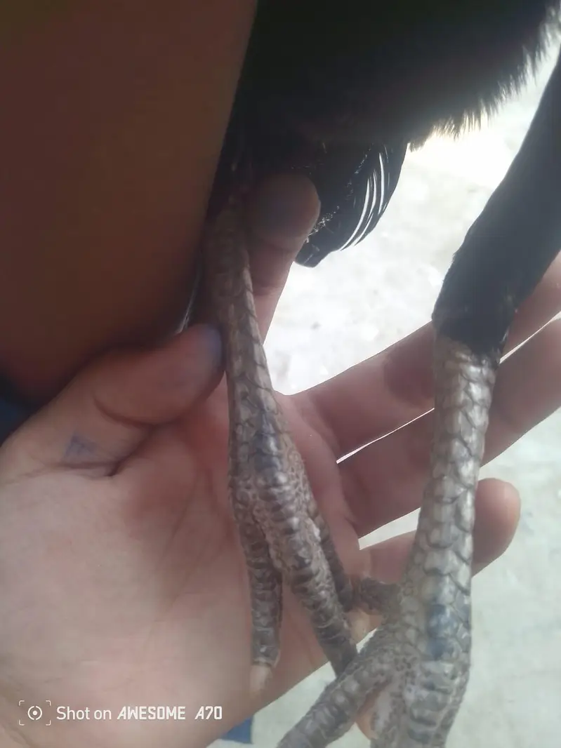 High quality breeder aseel female for sale — photo 2