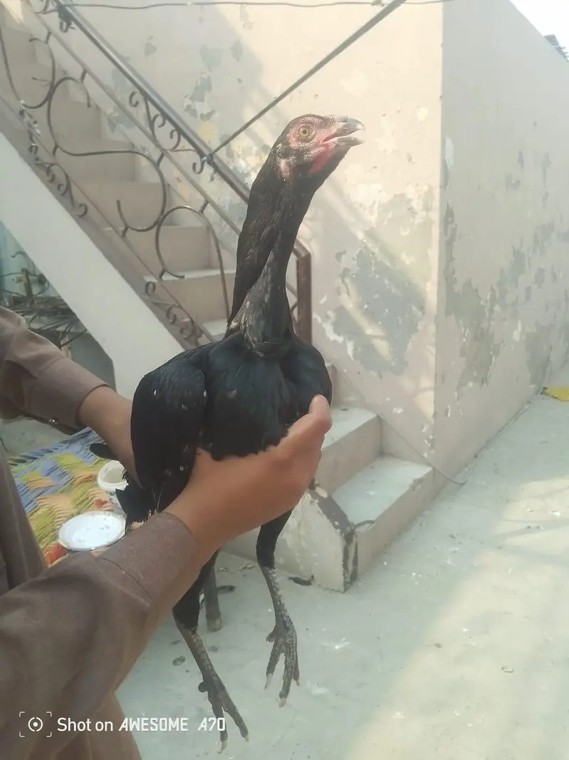 High quality breeder aseel female for sale — photo 3
