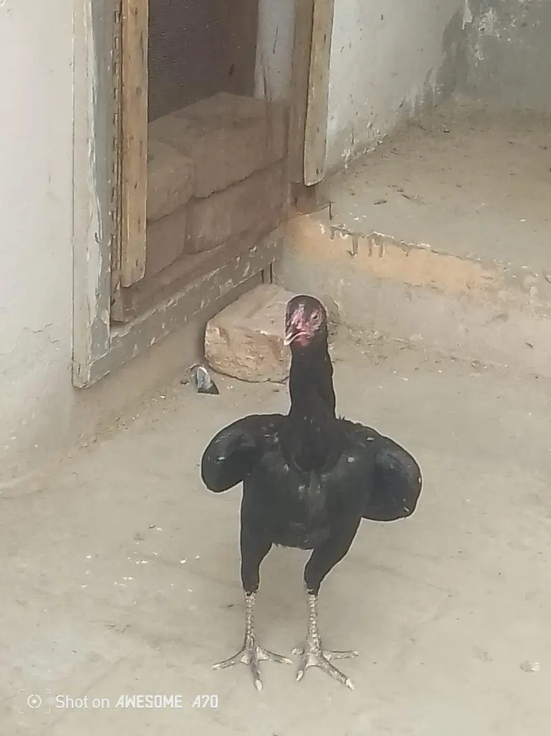High quality breeder aseel female for sale — photo 5