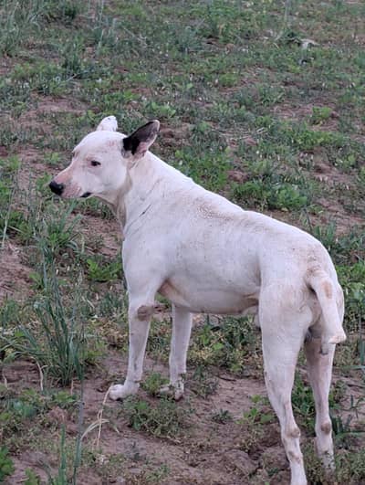 Gultair Male Rakhwani Ki 100% guaranty