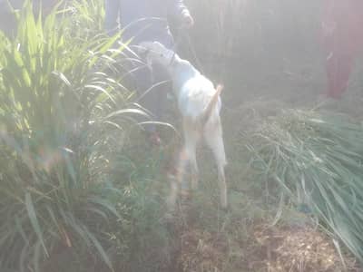 Desi Bakra sale ke liye hai Eid ul adha عیدالاضحیٰ کے لیے خوبصورت بکرا