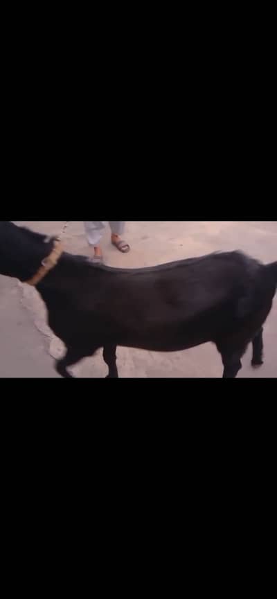 Eid ul aza