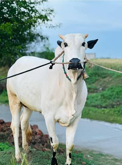 fatejanghi bull