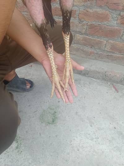 breeder murga h