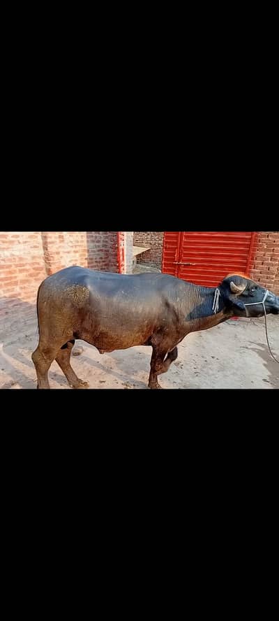 Donda katta qurbani k liay.