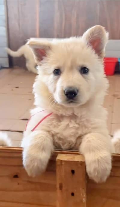 Snow White German Shepherd Puppies | GSD | Puppies For Sale