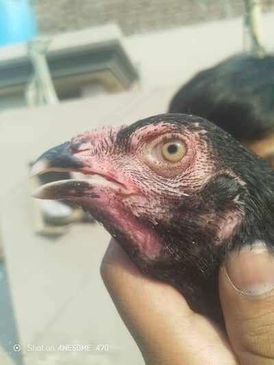 high quality aseel breeder female for sale