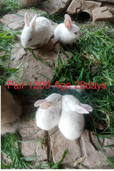 Cute Rabbits Bunnies looking for new Shelter