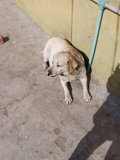 Labrador female