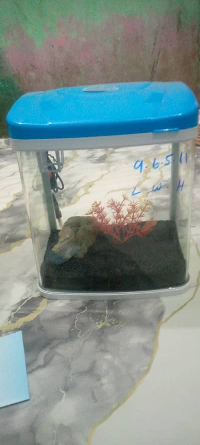 betta fish imported curved corner aquarium