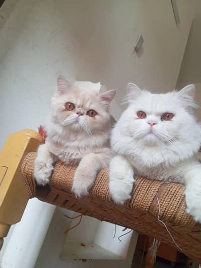 male cats for sale 03468614191