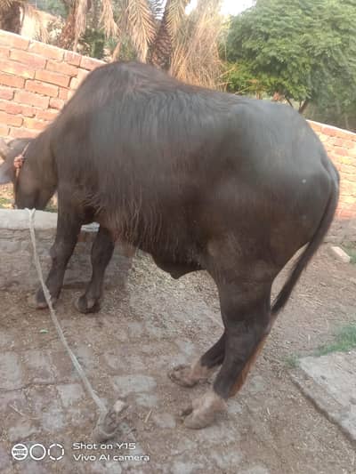 Male bull for Eid Qurbani