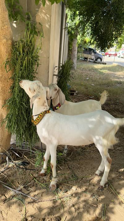 Palay huay Gulabi Tapray pair Qurbani 2026 Asaan Qurbani good weight