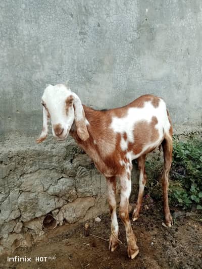 Betal bakri for Qurbani