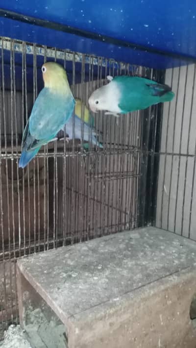 all Breeder pair