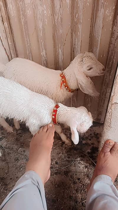 03006339092 beautiful 2 mail baby's