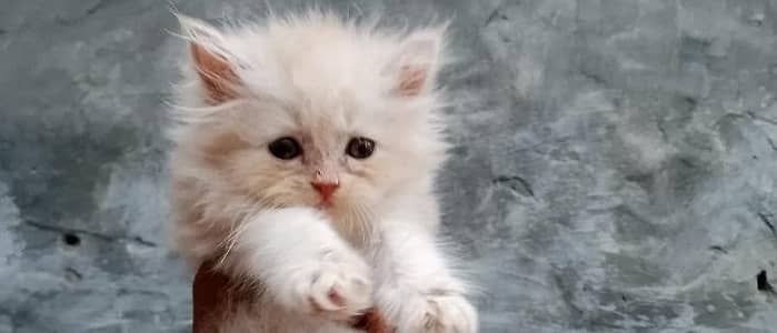 Persian kittens piki face punch face triple coat