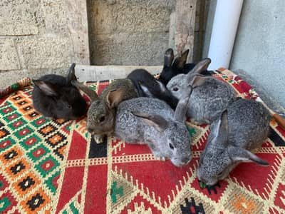original quality fancy rabbit khargush angura