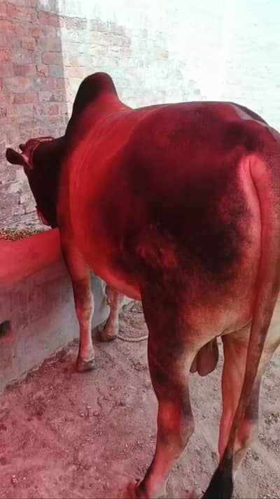 2 cattles sahewali
