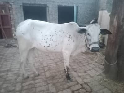 Wachri for qurbani
