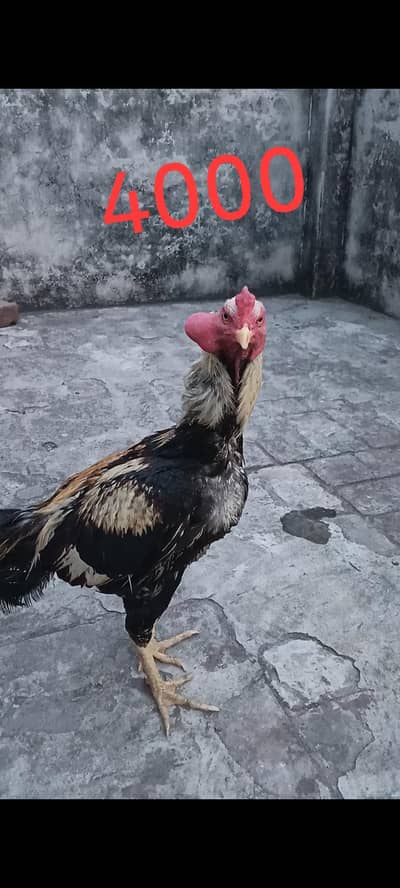 Urgent Sale All breed   ( 03262196697)