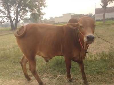 Qurbani ka lia 2 janwar /Desi /Village Sabz peer mor malanay