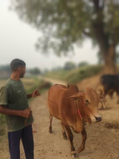 Qurbani ka lia 2 janwar /Desi /Village Sabz peer mor malanay