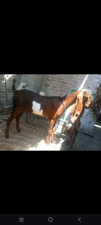 Nagra breed k bachy