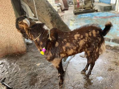 Totapuri birder Bakra