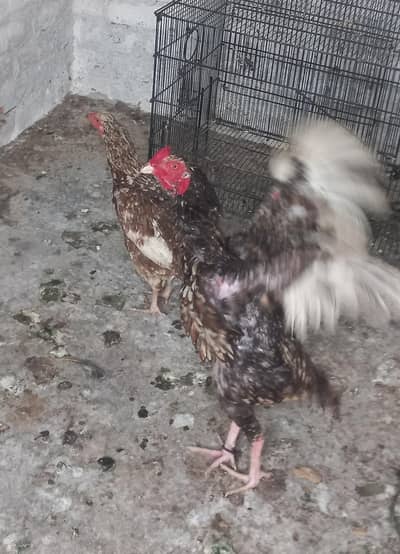 Aseel pair urgently sale