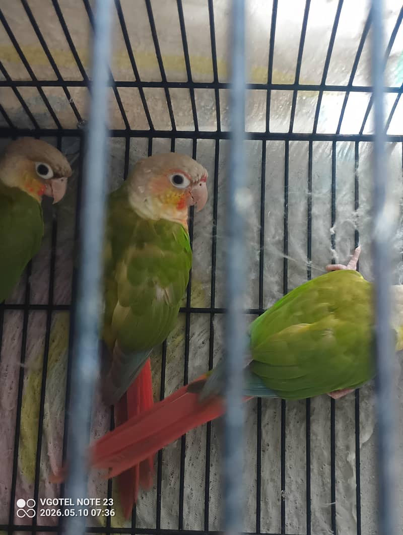 green chick conure  0