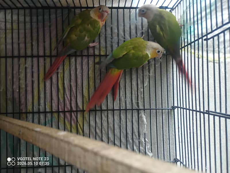 green chick conure  1