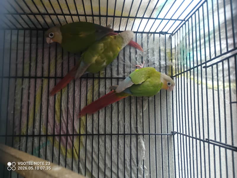 green chick conure  2