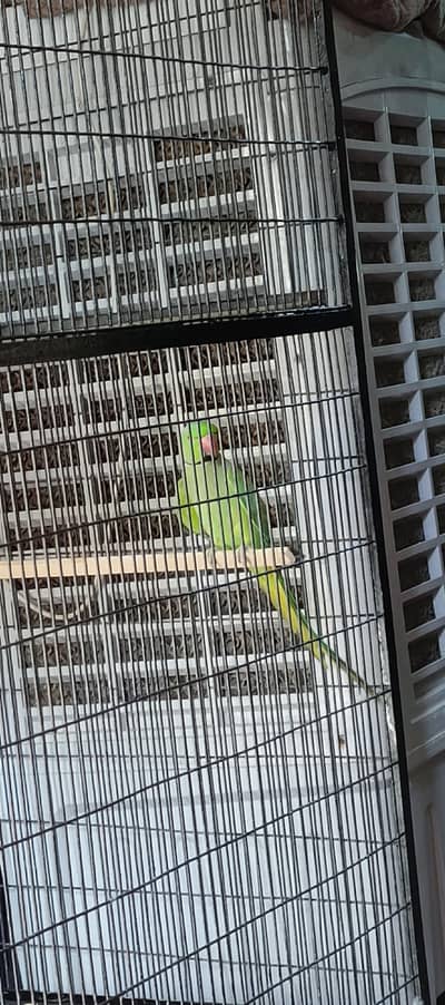 parrot 