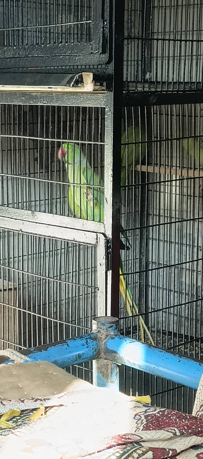 parrot  1