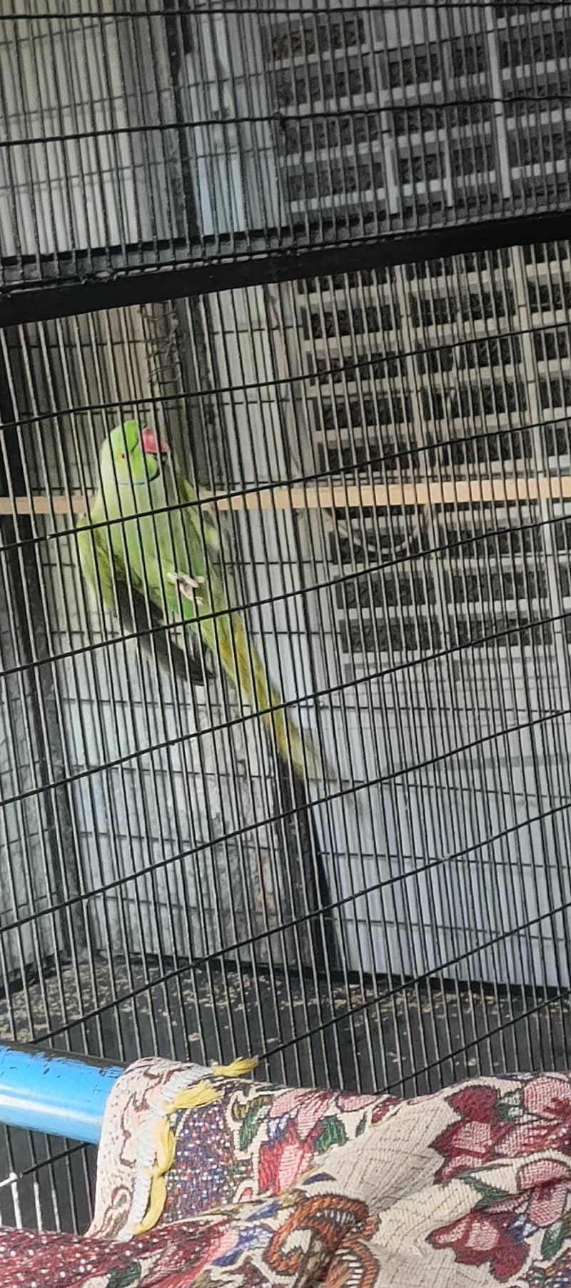 parrot  2