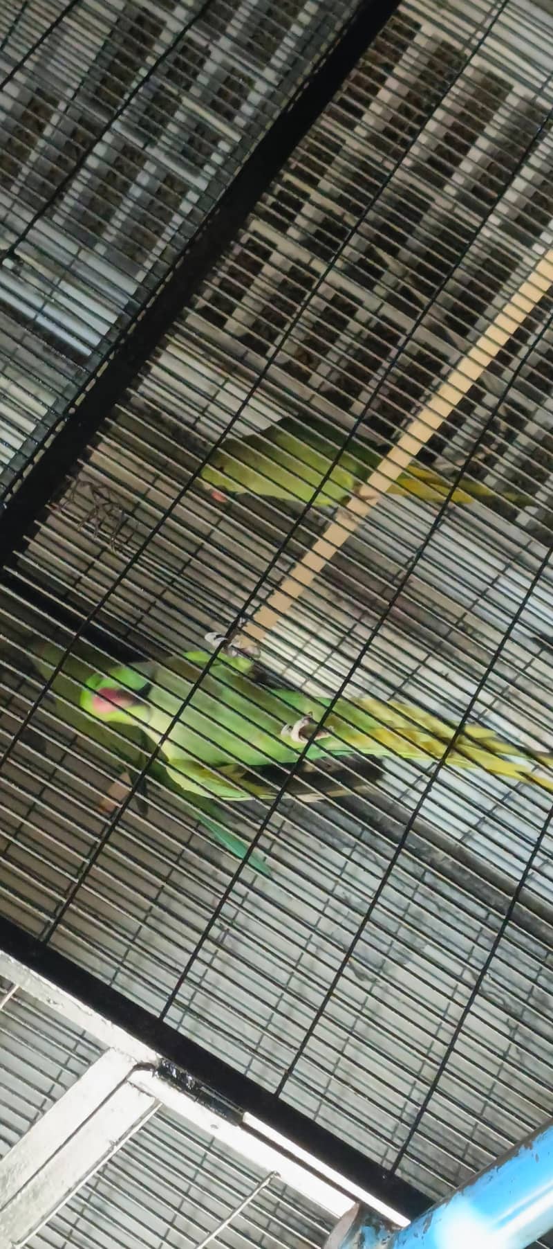 parrot  3